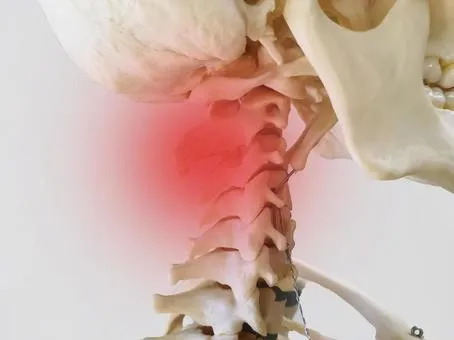 首の骨（頚椎）のイメージ